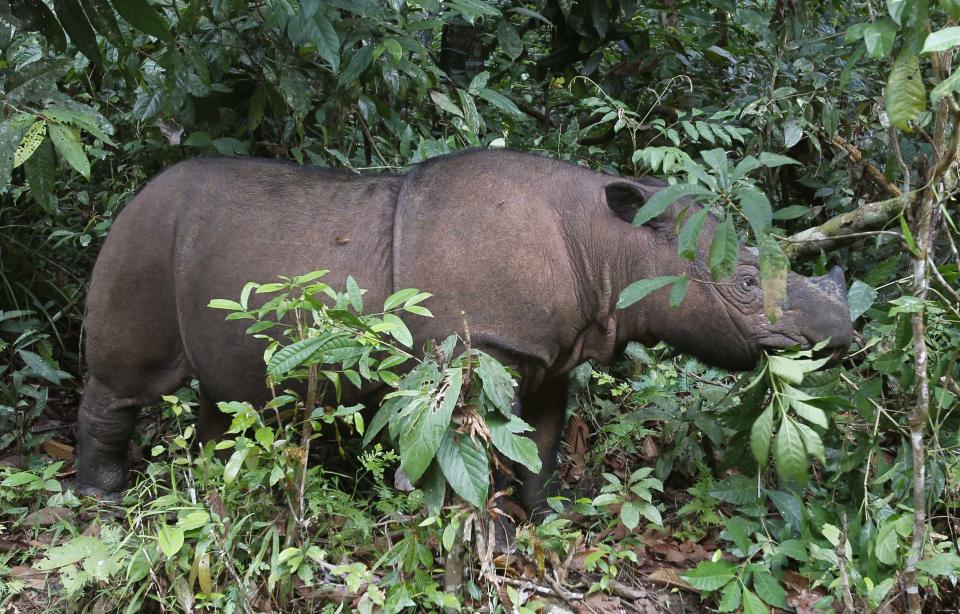 Sumatran Rhinoceros