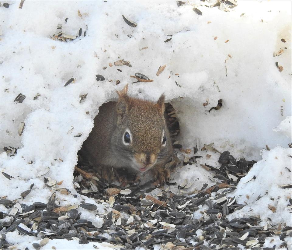 A red squirrel poking its head out of a snow tunnel