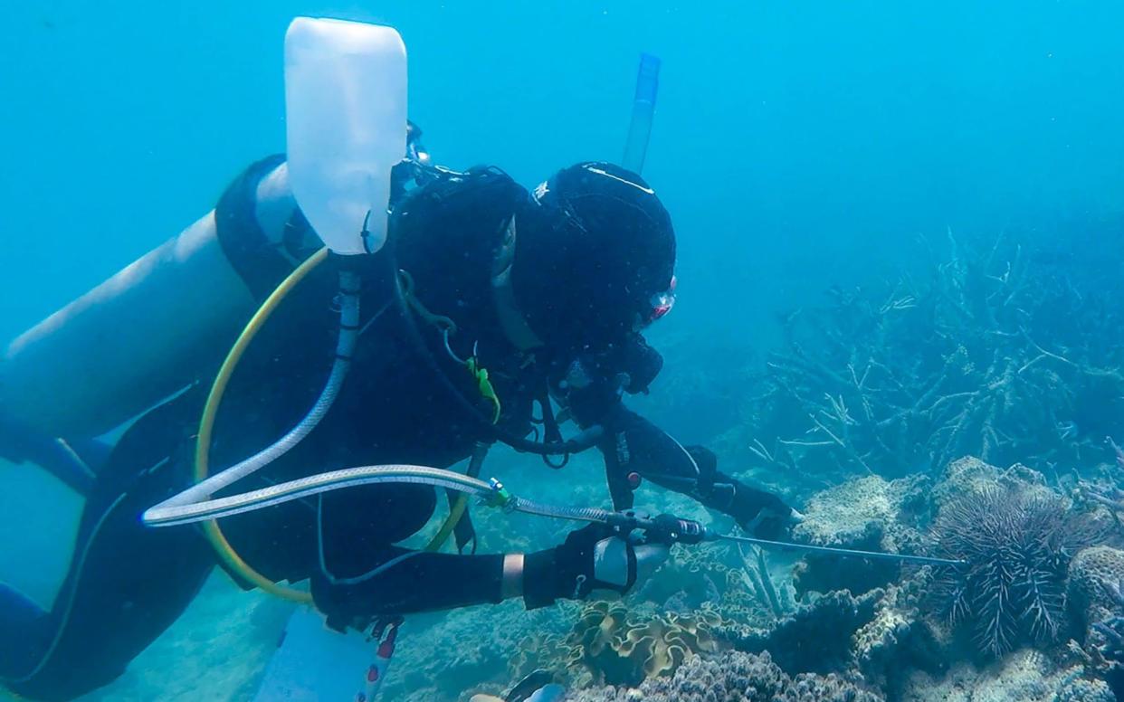 A diver underwater injecting a crown-of-thorns starfish with vinegar on the Great Barrier Reef in Queensland - AFP