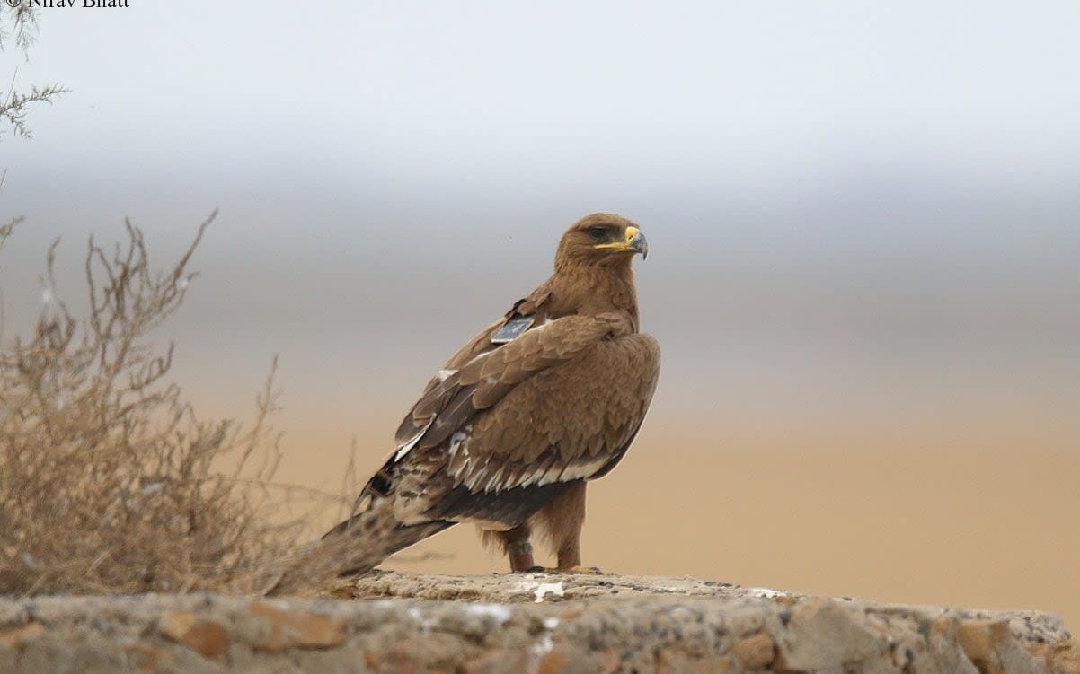 The steppe eagle named Min, seen here in India last year, wears a GPS tracker that texts his coordinates to scientists - Nirav Bhatt/Facebook