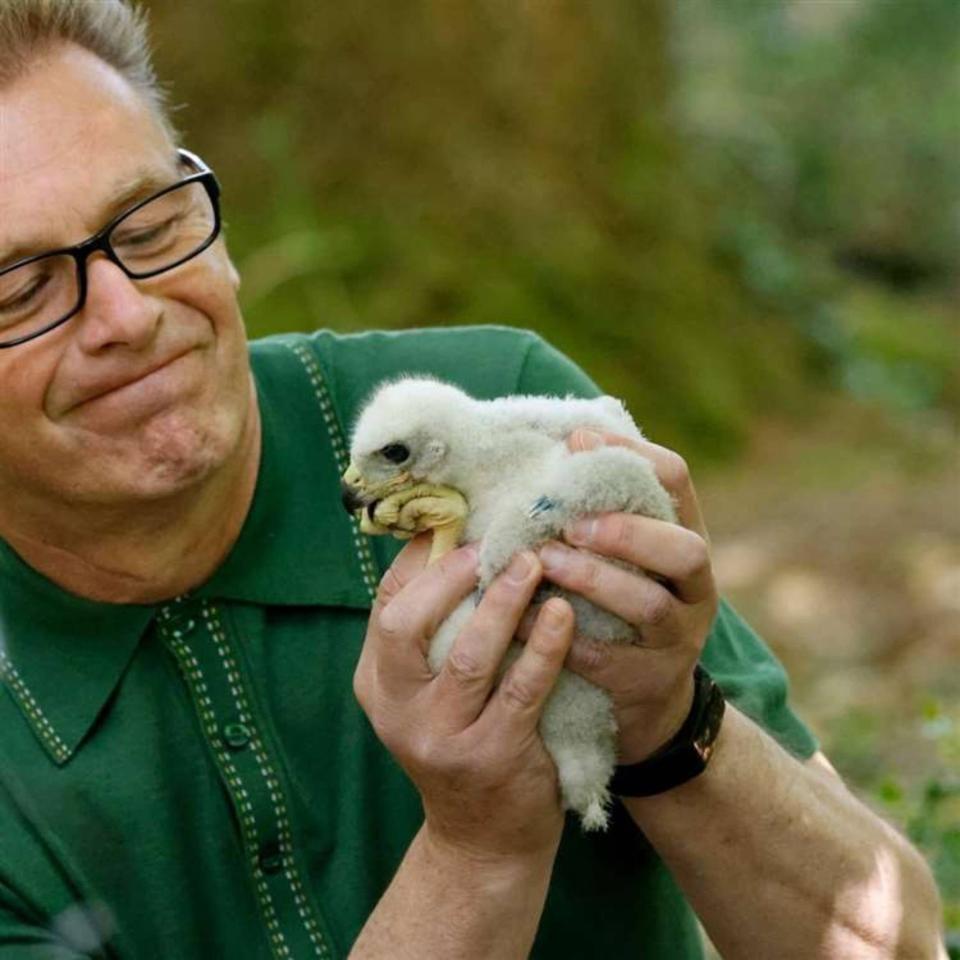 En el clip, el señor Packham maneja los pájaros.