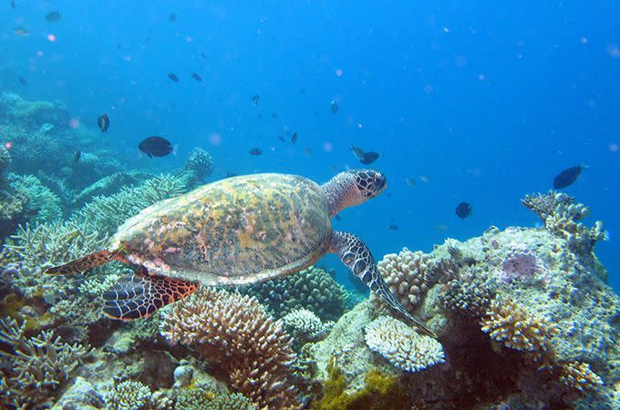 A hawksbill turtle. Photo: Roderick Eime.