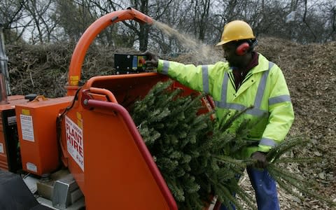 Take your tree to be recycled - Credit: Philip Hollis