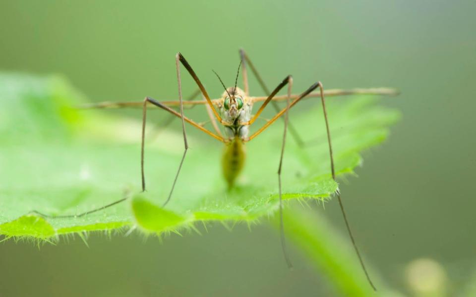 The humble crane fly, although it looks a bit intimidating, is harmless - Corbis Documentary RF