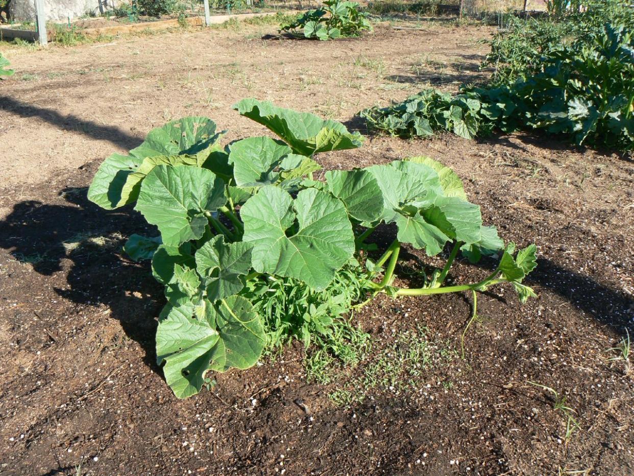 Giant pumpkin plant.