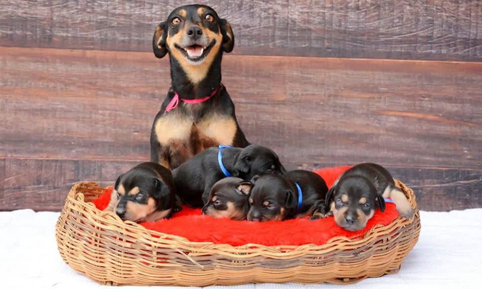 De hecho, apenas y hubo tiempo para capturar las imágenes, pues al otro día Lilica se convirtió en madre. Foto: Facebook.com/anapaulagrillophotographe