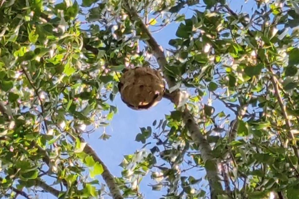 The Asian hornet nest found in a green space in Thamesmead on Monday (Joel Soo)