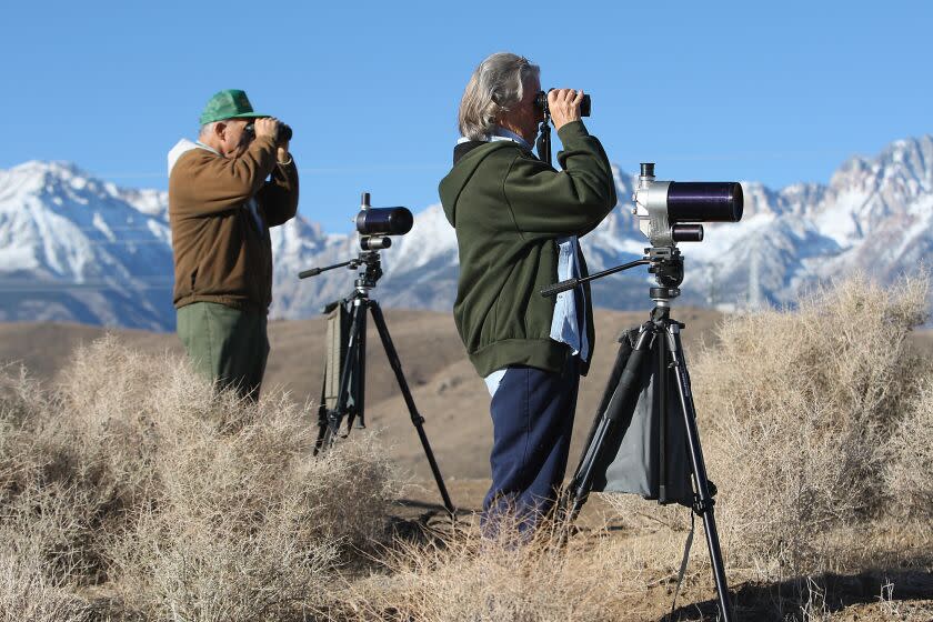 BIG PINE, CA - OCTOBER 16, 2009: Big Pine residents Tom and Jo Heindel, with binoculars and spotting scopes on an overlook at Tinemaha Reservoir in the Owens Valley Friday morning October 16 2009. The pair are working on a book of Into County birds and are considered experts. UPDATE: the book, 'Birds of Inyo County, California, Including Death Valley National Park,' is now in the hands of a publisher. (Brian Vander Brug/Los Angeles Times)