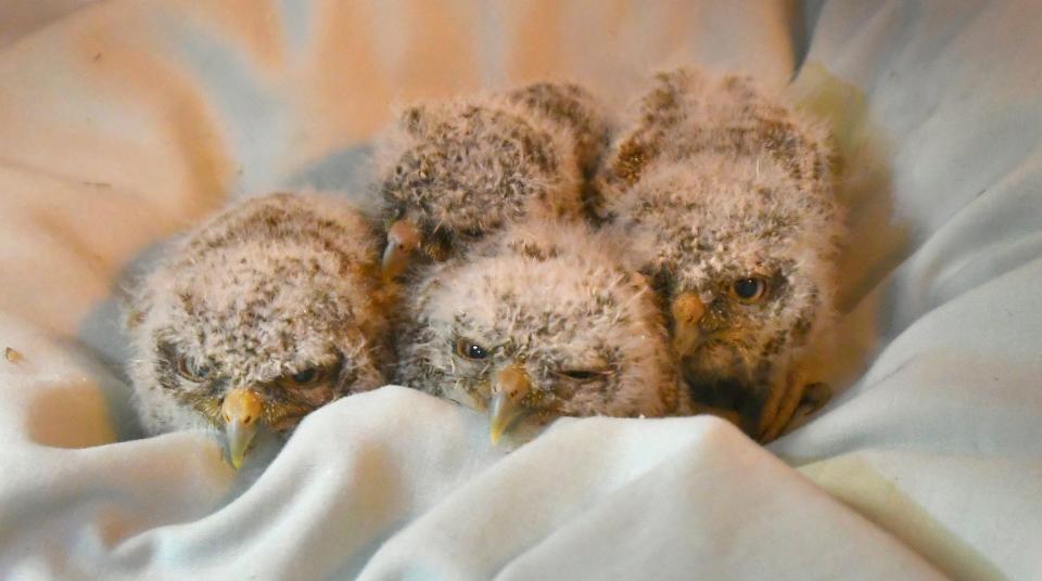 Young Eastern screech owls inside Florida Wildlife Hospital in Palm Shores.