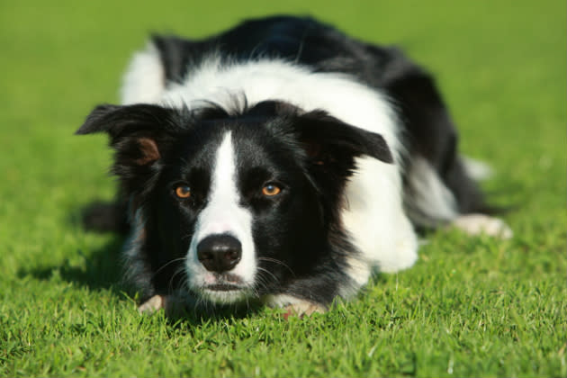 Border Collie