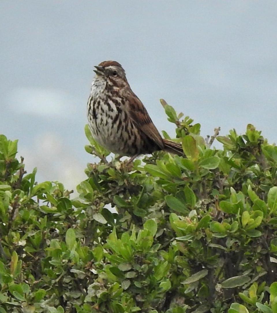 Song sparrow singing from top of shrub in Fort Bragg, California.