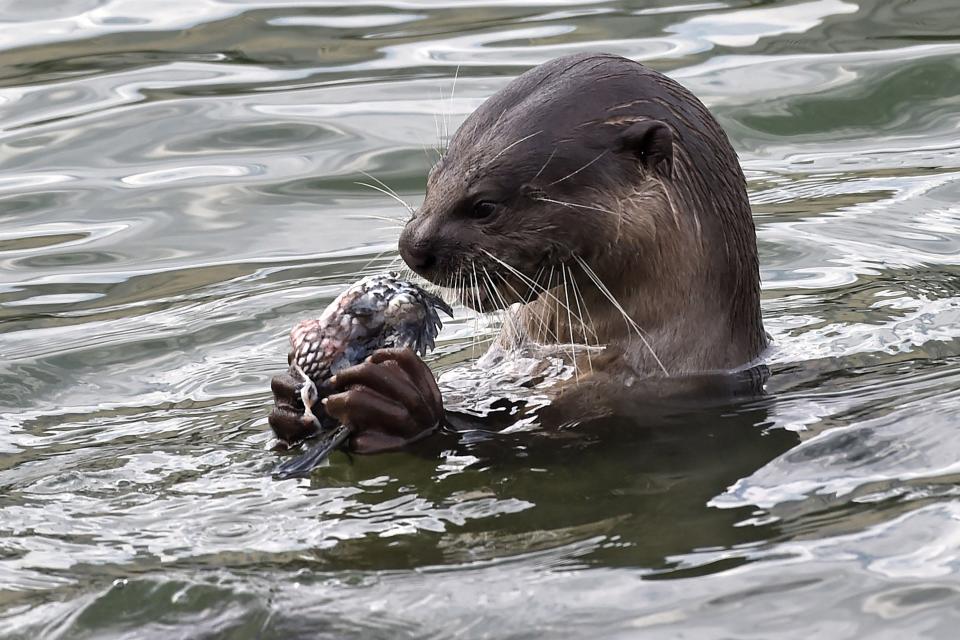 Otter grasping fish in river