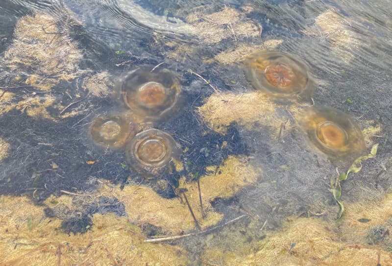 The shore of Mar Menor, a former natural paradise now covered in algae and jellyfish. Emilio Rappold/dpa