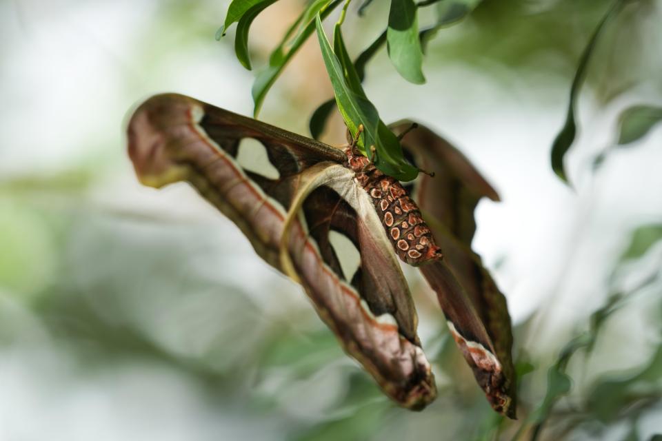 A female Attacus lorquinii is clinging on a leaf at the greenhouse of the Museo delle Scienze (MUSE), a science museum in Trento, Italy, Monday, May 6, 2024. The Butterfly Forest was created to bring public awareness to some of the research that MUSE is doing in Udzungwa Mountains to study and protect the world’s biodiversity against threats such as deforestation and climate change. (AP Photo/Luca Bruno)