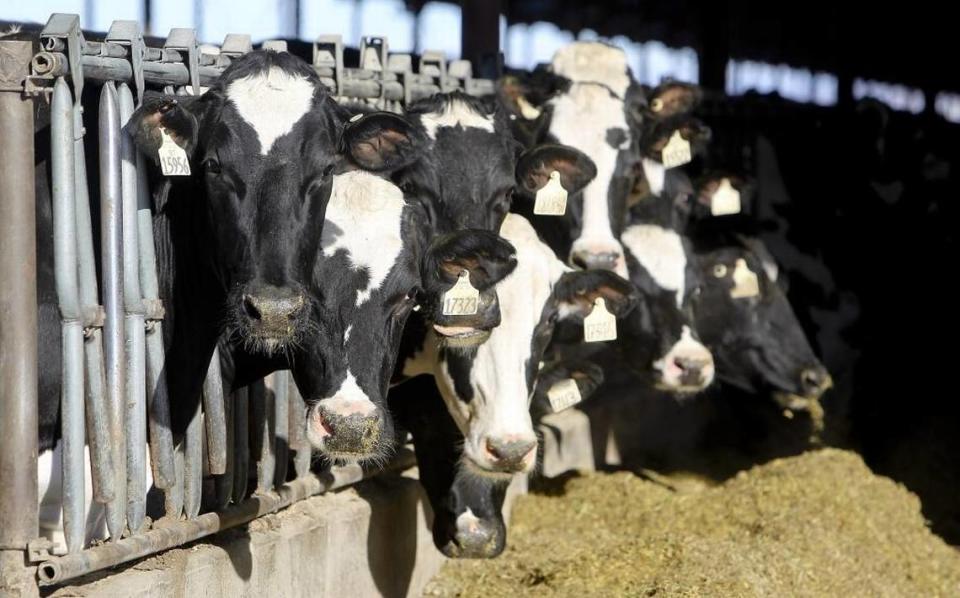 Dairy cows eat feed at Beranna Dairy in Caldwell.