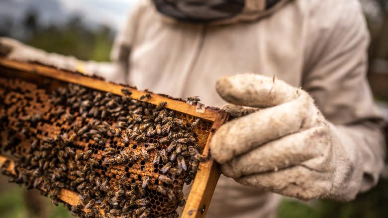 honey bees on honeycomb