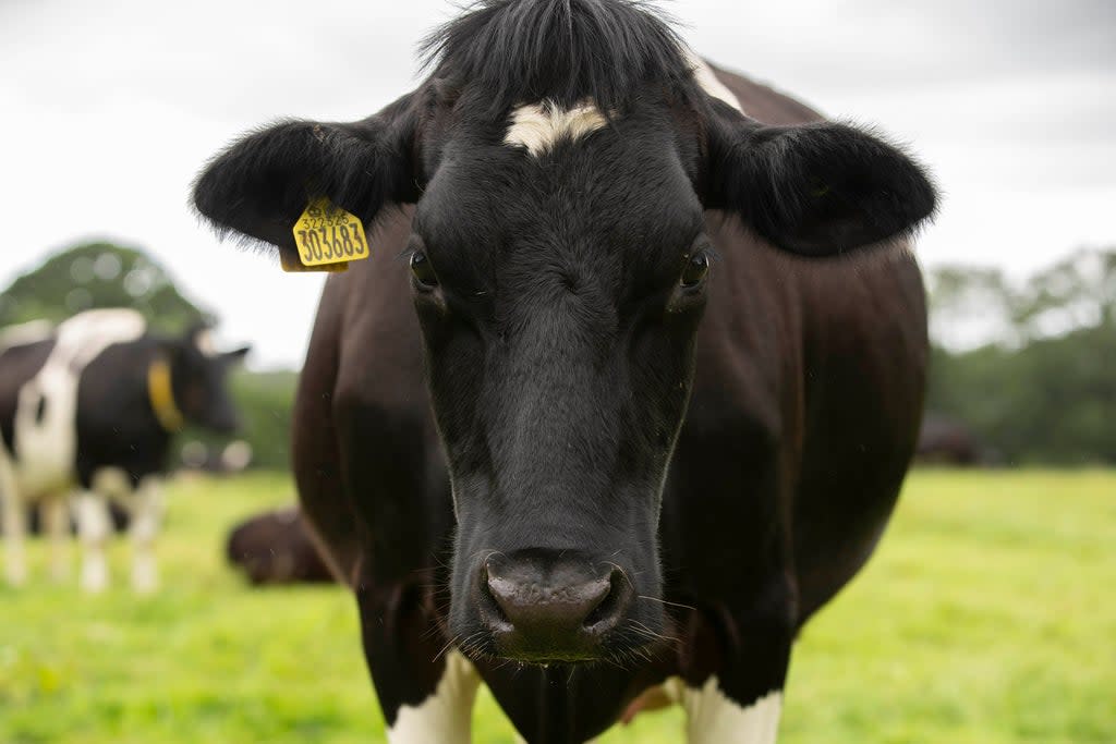 Tariffs have been removed on dairy products (Adam Gasson/PA) (PA Archive)