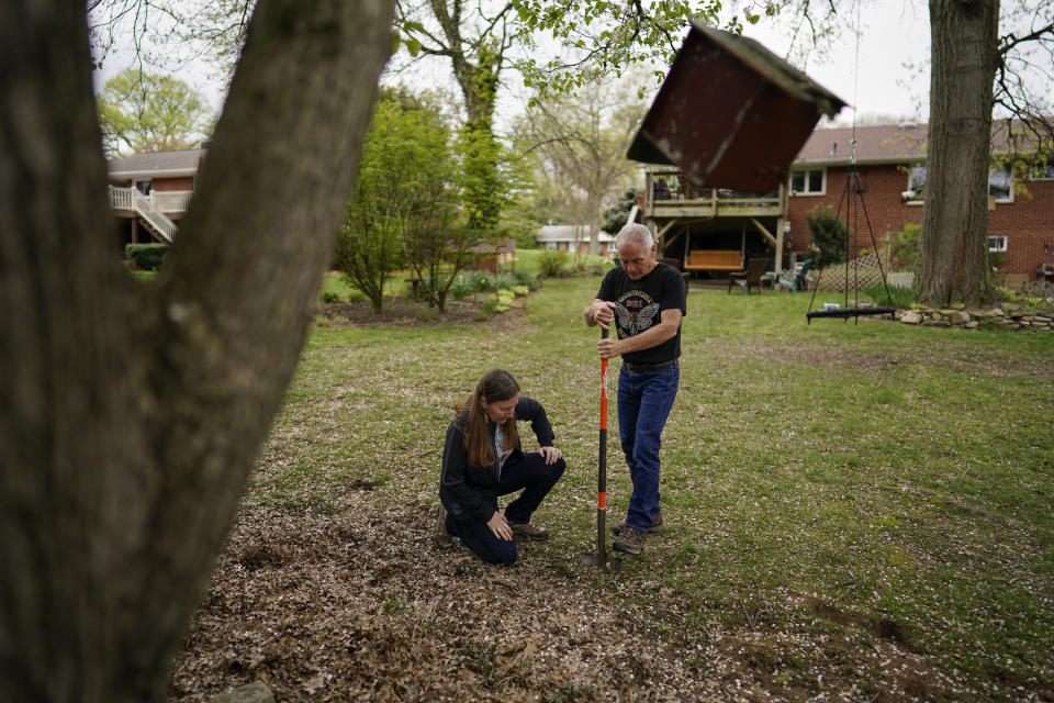 University of Maryland entomologists Michael Raupp and Paula Shrewsbury turn a shovel of dirt to pick out cicada nymphs in a suburban backyard in Columbia, Md., Tuesday, April 13, 2021. The cicadas will mostly come out at dusk to try to avoid everything that wants to eat them, squiggling out of holes in the ground. They’ll try to climb up trees or anything vertical. (AP Photo/Carolyn Kaster)