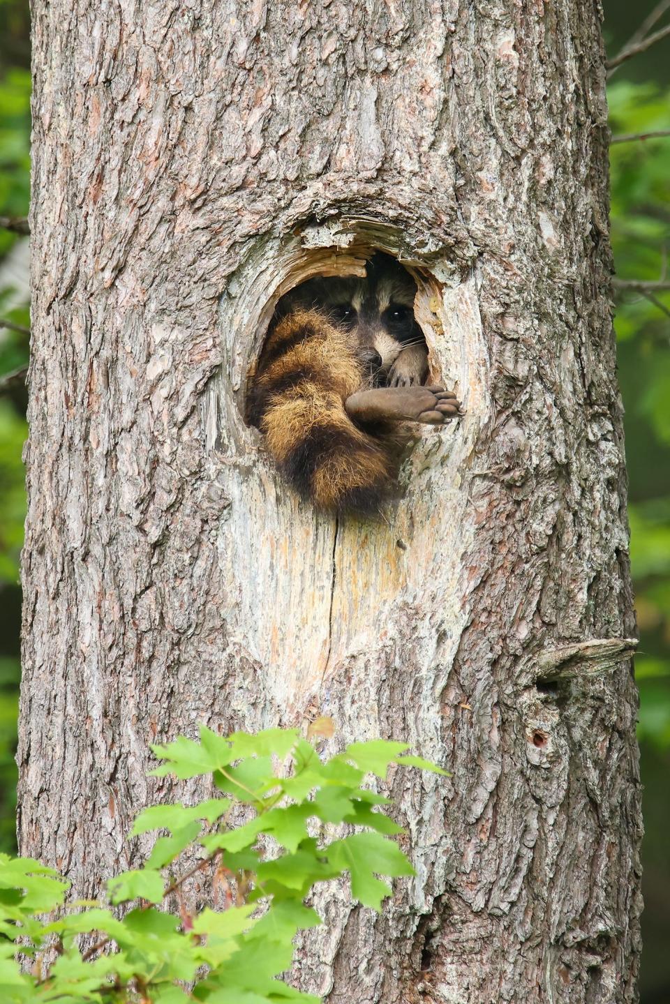A raccoon stuck in a hole in a tree trunk.