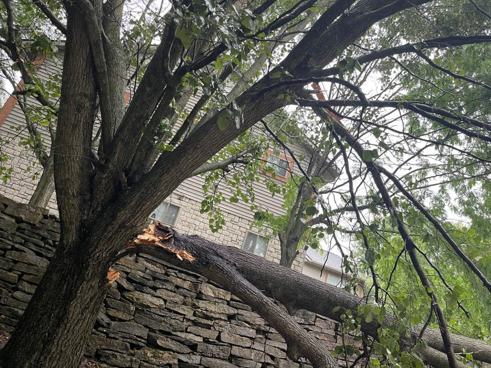 A tree damaged Thursday afternoon outside an apartment complex in Bloomington.