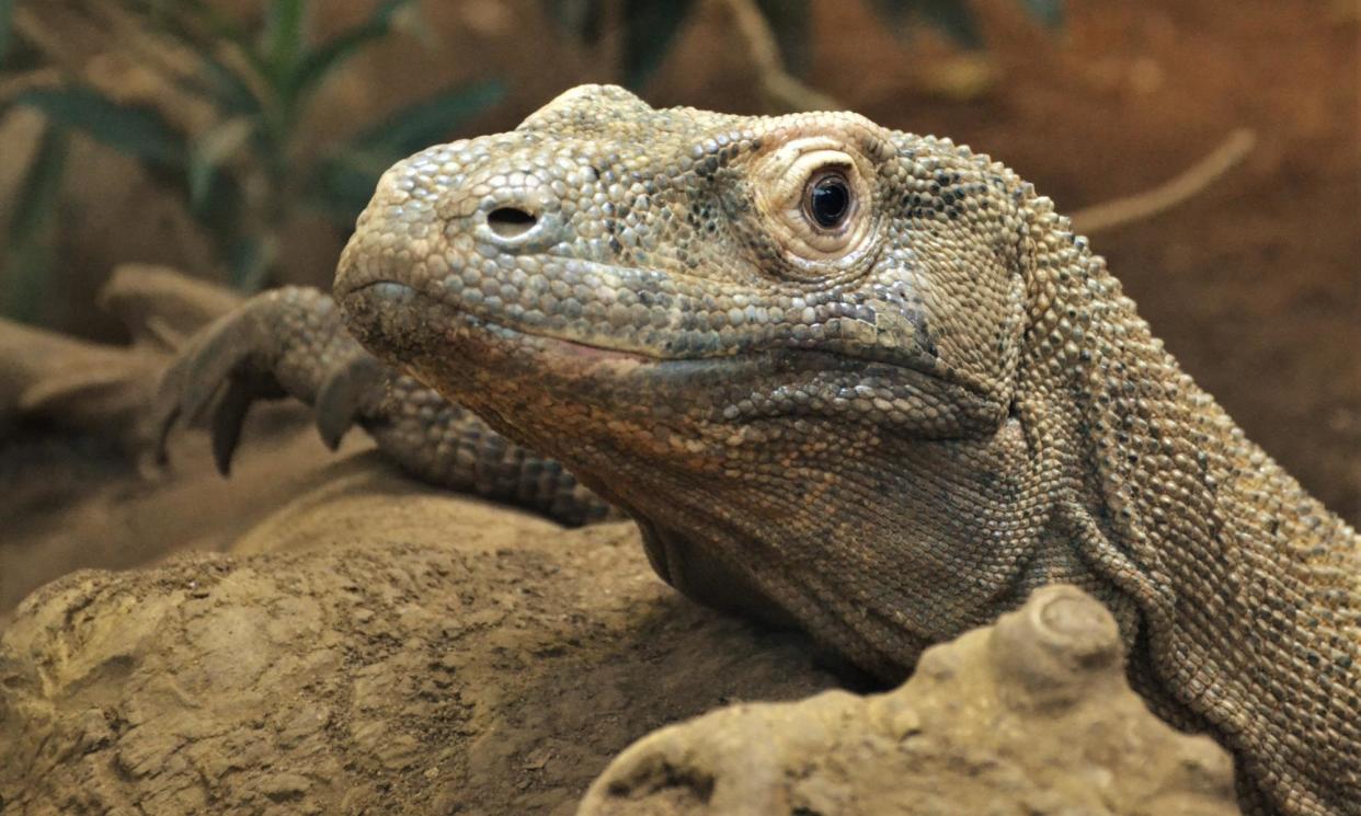 <span>Komodo dragons are the largest living reptile, growing to more than three metres in length and weighing 80kg on average.</span><span>Photograph: Charlotte Ellis, Zoological Society of London</span>