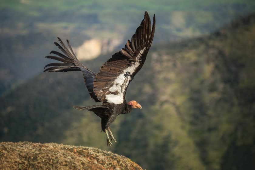 Pinnacles National Park