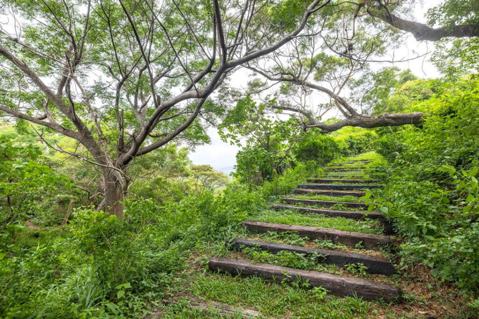 大武國家森林步道（圖片來源：台東觀光旅遊網）