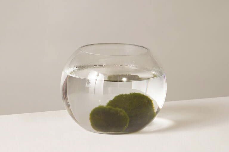 marimo