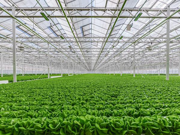 Gotham Greens, a high-tech greenhouse company, opened in Monroe. The greenhouse, which uses up to 90% less water and 97% less land compared to conventional farming methods, will provide a year-round supply of Georgia Grown, fresh produce to retail, restaurant and foodservice customers throughout the region.