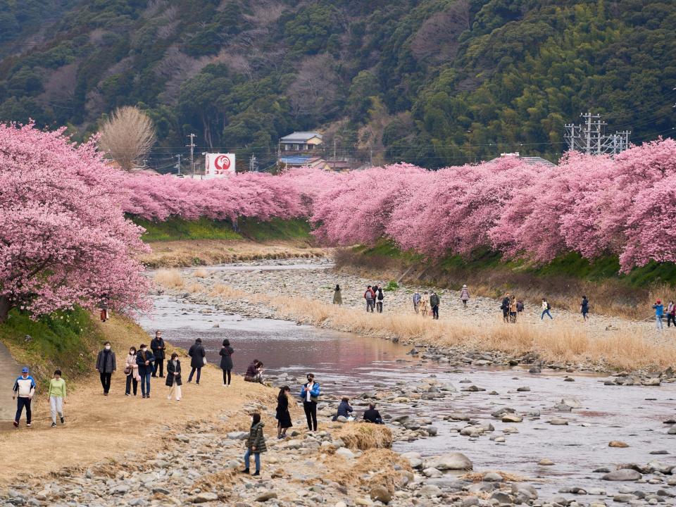 People enjoy early-blooming Kawazu cherry blossoms in Kawazu of Shizuoka Prefecture, Japan, Feb. 24, 2023.