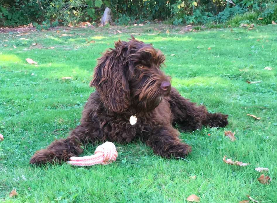 Australian Labradoodle Digby is described as a 'defusing' dog. (Devon and Somerset Fire and Rescue Service)