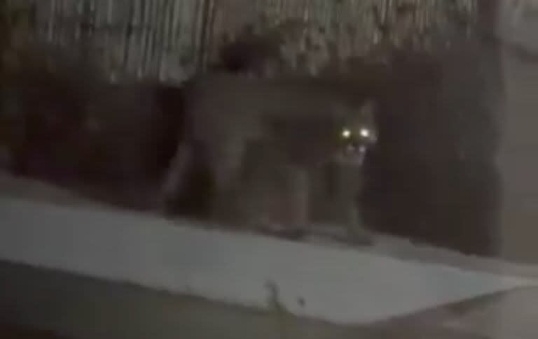 Dormía en su casa cuando su perra comenzó a ladrar exaltada: había un puma en el patio