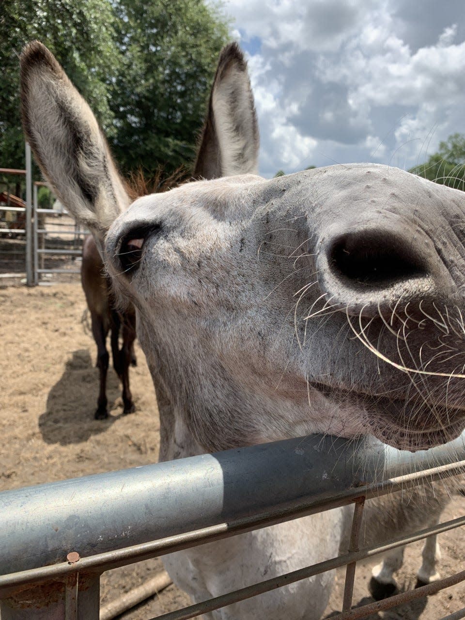 A donkey that was one of over 150 animals rescued as the result of a LCSO animal cruelty investigation.  The donkey was taken to Triple R Horse Rescue.