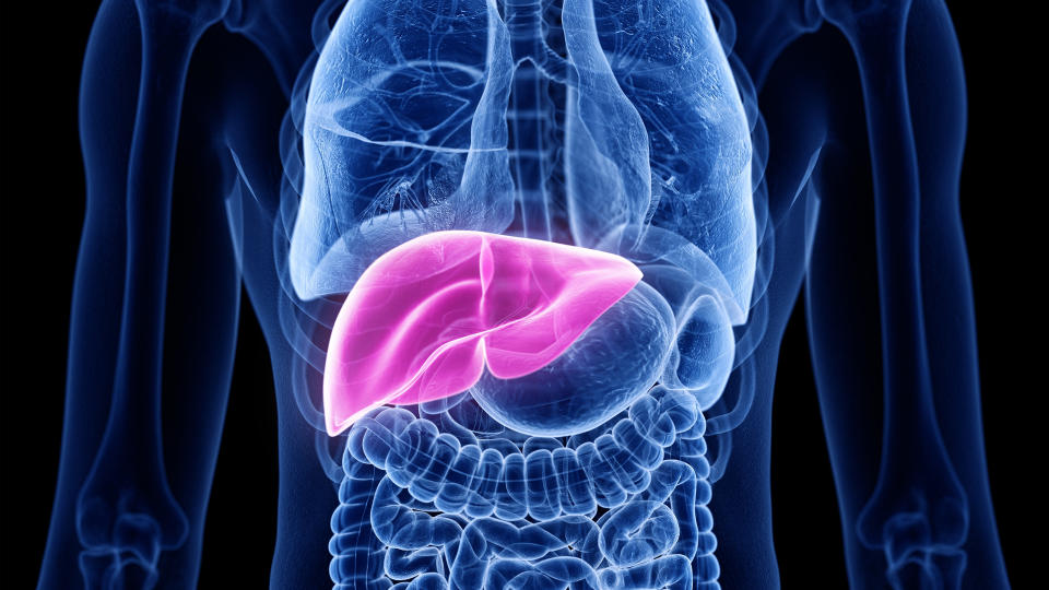 3d illustration showing the organs of the torso with the liver highlighted in pink