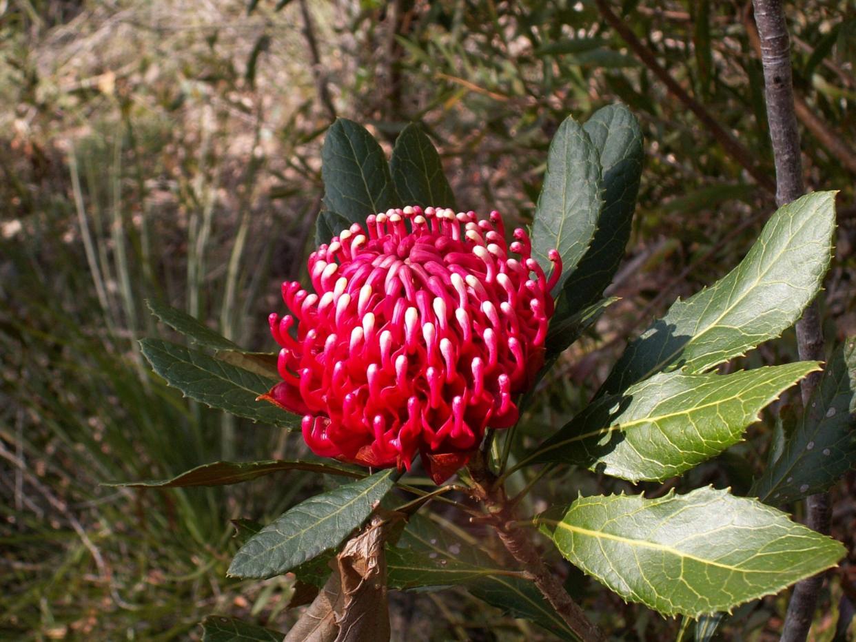 <span>‘It’s hard to imagine that the Gibraltar Range waratah is under threat,’ says environment minister Tanya Plibersek, who has listed 20 more species and one ecological community as endangered.</span><span>Photograph: Geoffrey Derrin</span>