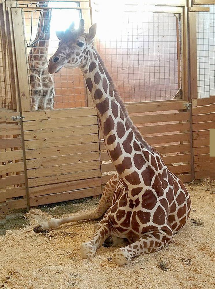 April the Giraffe is due to give birth any minute. (Photo: Animal Adventure Park/Facebook)