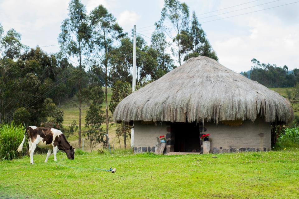 Feed the livestock at Equador's Caranqui community experience (Angochagua/Shafik Meghji)