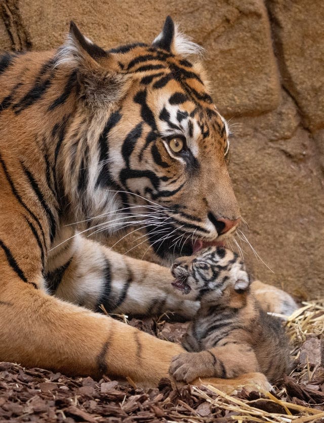 Sumatran tiger cub learns to hunt from mother at Poland zoo