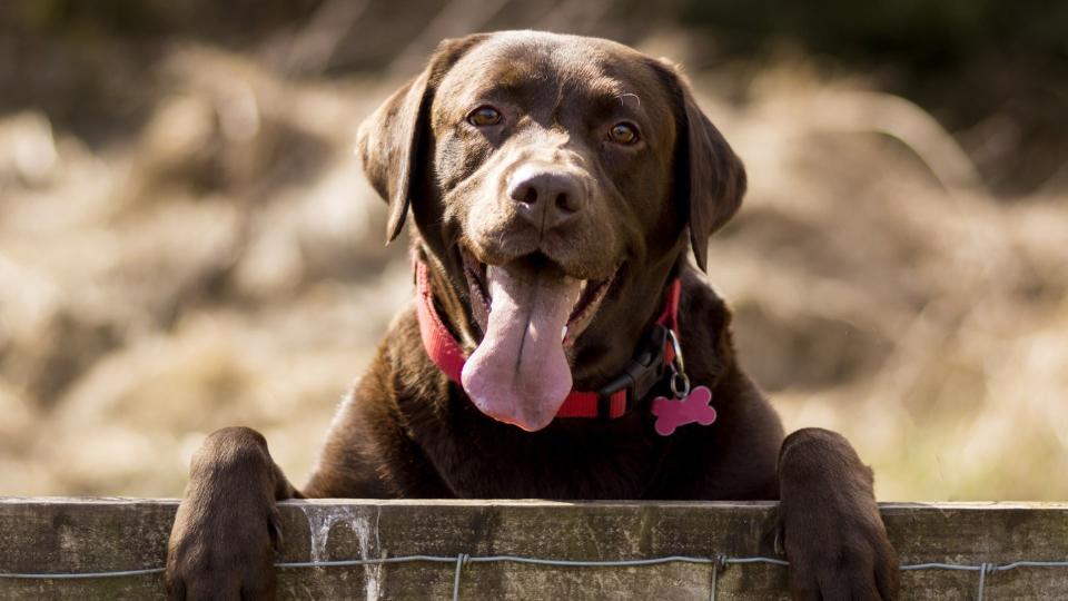 Labrador looks over gate