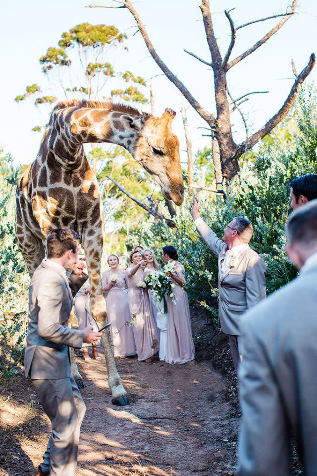 Abby, die Giraffe, fühlt sich offenbar wohl zwischen ihren neuen Freunden. (Bild: Stephanie Norman)