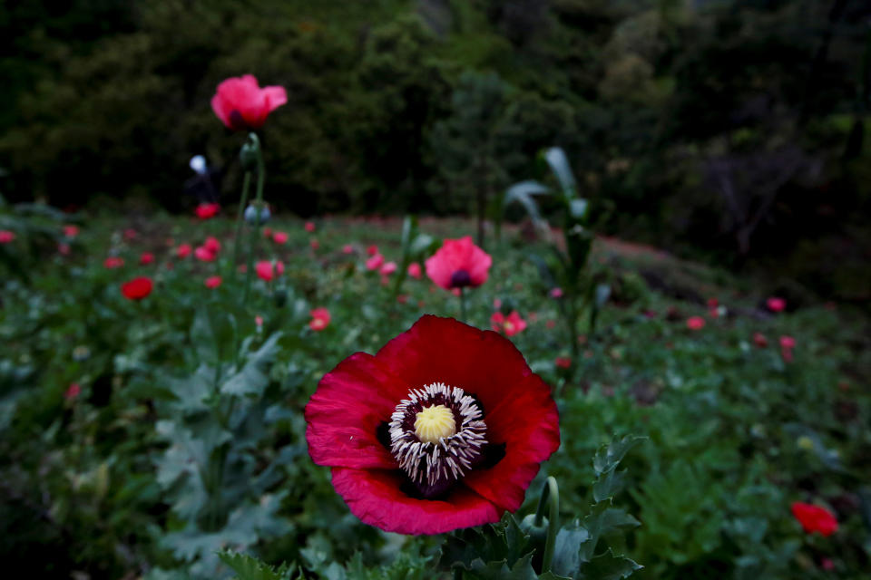 An opium poppy