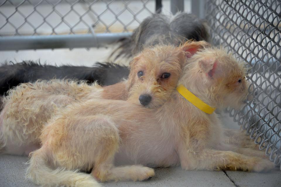 Several of the 91 dogs rescued Tuesday from unsanitary living conditions at a Hancock-area home huddled together in outdoor kennels Wednesday morning at the Humane Society of Washington County. Humane society officials also evacuated 21 cats.
