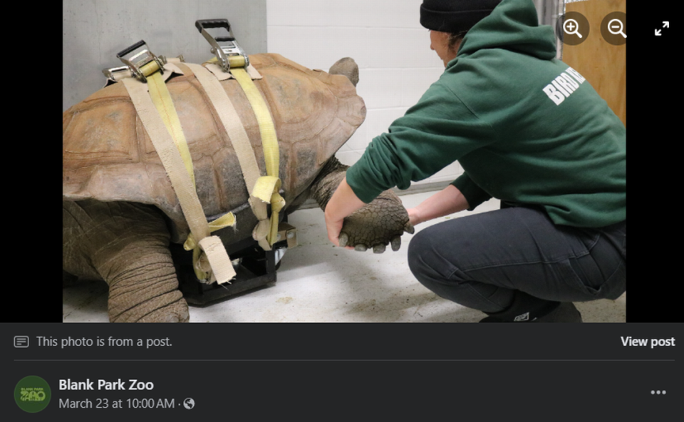 Barnaby the Aldabra tortoise. Screengrab from Blank Park Zoo's Facebook page.