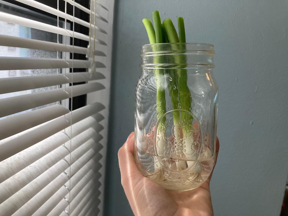 A hand holds up a mason jar with green onions growing in it.