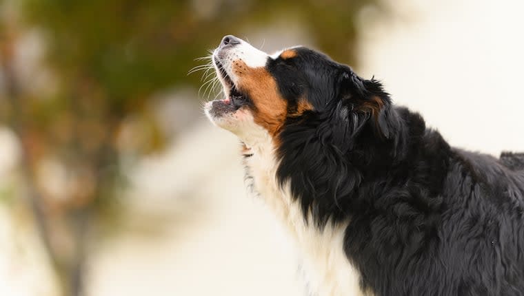 Man Saved From Massive Heart Attack by Three Barking Dogs