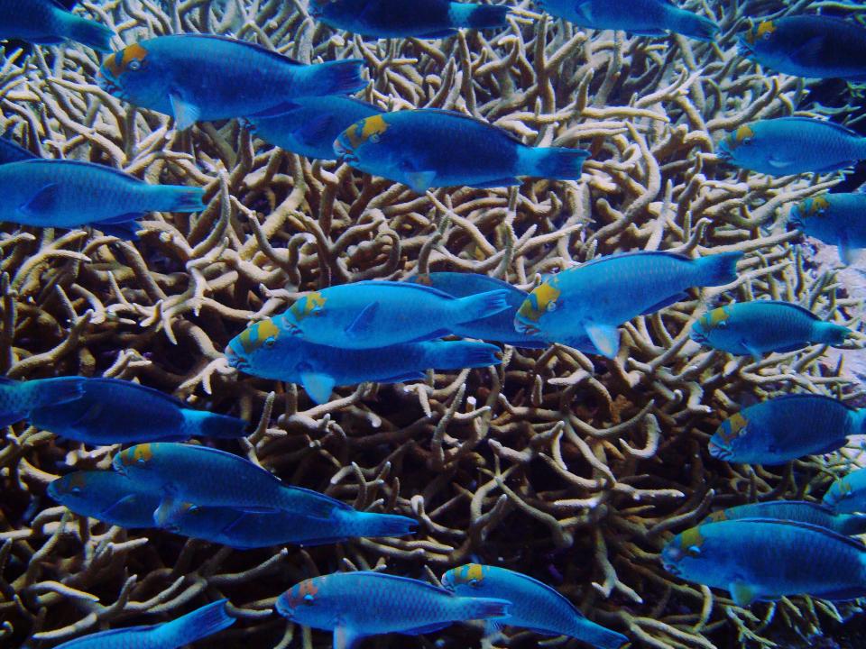 Palmyra’s vibrant reefs have helped scientists study how climate change affects marine ecosystems.Courtesy of the Nature Conservancy / Kydd Pollock