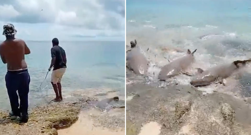 A shark feeding frenzy on Murray Island in Queensland.