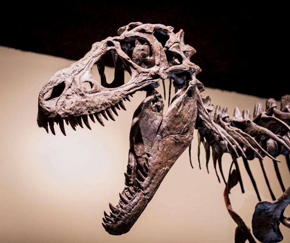 Theropod dinosaur Dryptosaurus (Dryptosaurus aquilunguis) is selected as the state dinosaur of Delaware by Shue-Medill School students.  The Theropod will be on display at the Delaware Museum of Nature & Science on Wednesday, June 22, 2022.