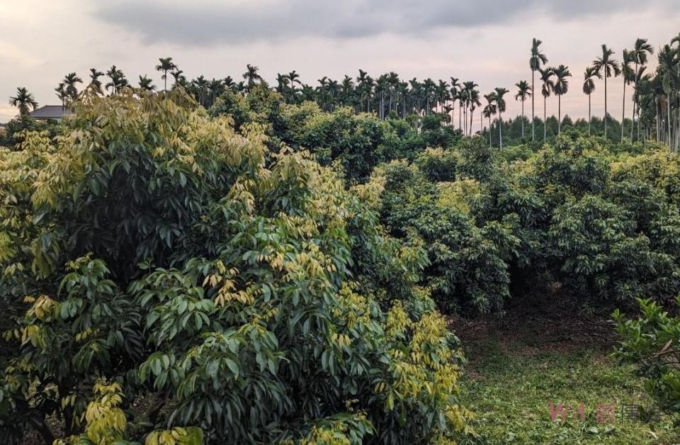 ▲雲林縣古坑鄉荔枝和龍眼的結花授粉期間遭遇高溫，導致果樹的開花和授粉狀況受到嚴重影響。（圖／記者蘇榮泉攝）