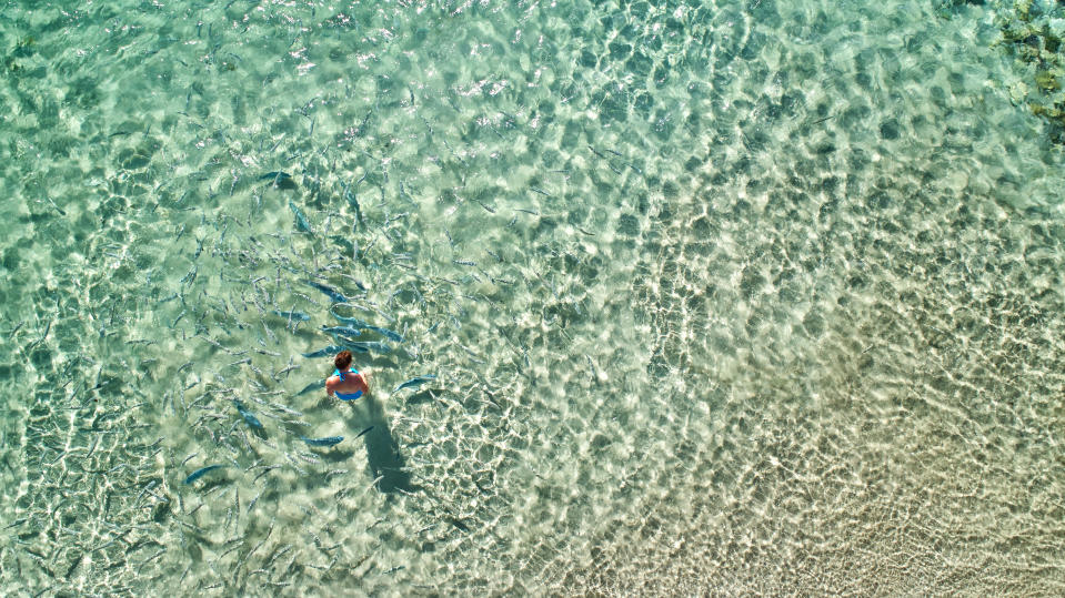 Fish feeding at Ned's Beach,Lord Howe Island,New South Wales,Australia